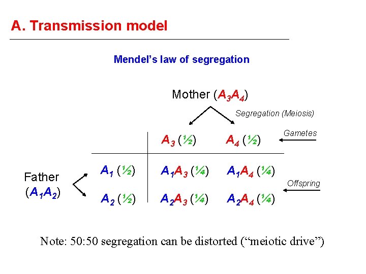 A. Transmission model Mendel’s law of segregation Mother (A 3 A 4) Segregation (Meiosis)