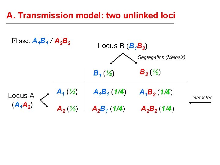A. Transmission model: two unlinked loci Phase: A 1 B 1 / A 2