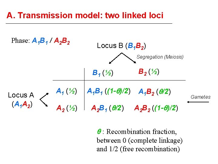 A. Transmission model: two linked loci Phase: A 1 B 1 / A 2