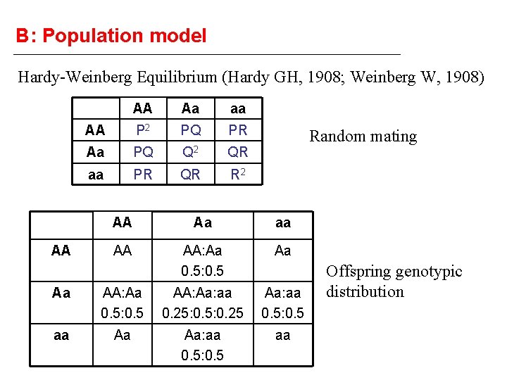 B: Population model Hardy-Weinberg Equilibrium (Hardy GH, 1908; Weinberg W, 1908) AA AA Aa