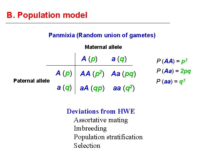 B. Population model Panmixia (Random union of gametes) Maternal allele A (p) Paternal allele