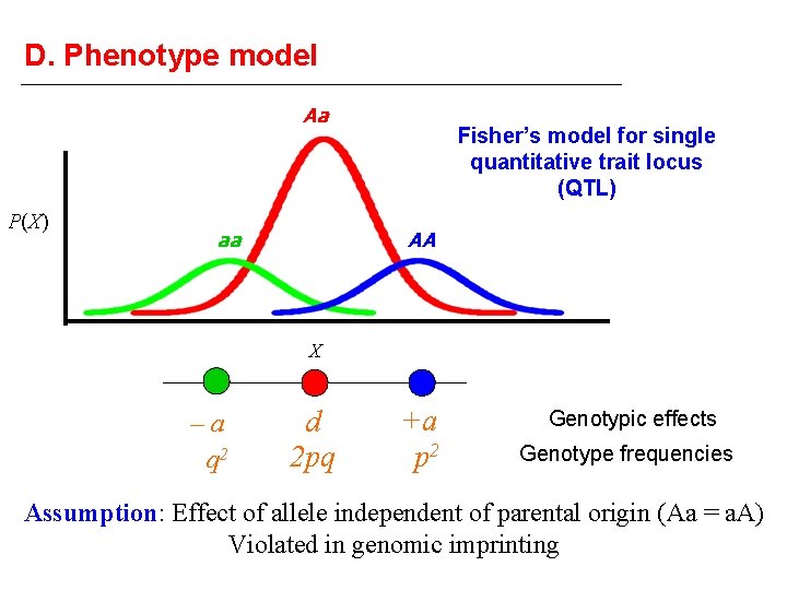 D. Phenotype model Aa P(X) aa Fisher’s model for single quantitative trait locus (QTL)