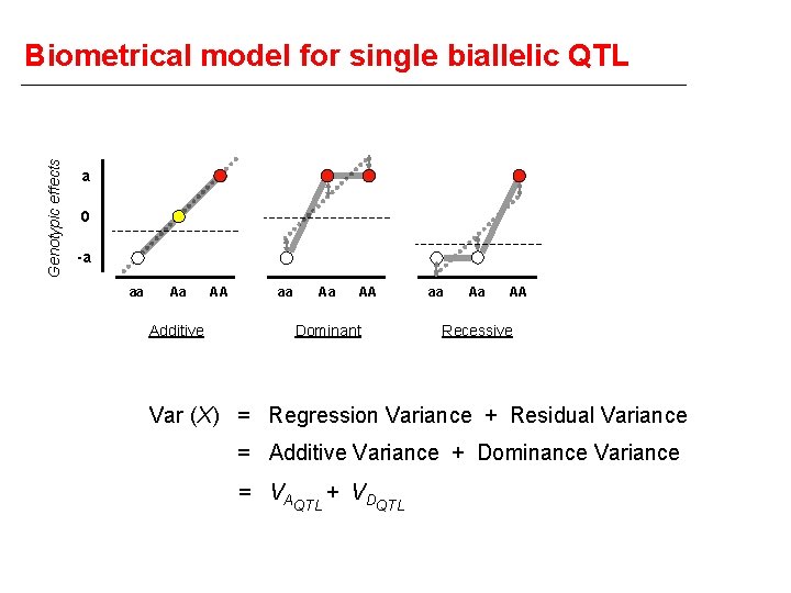 Genotypic effects Biometrical model for single biallelic QTL a 0 -a aa Aa Additive