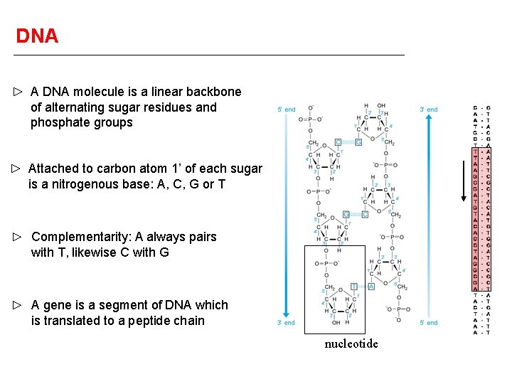 DNA A DNA molecule is a linear backbone of alternating sugar residues and phosphate