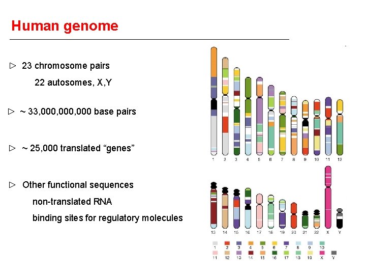 Human genome 23 chromosome pairs 22 autosomes, X, Y ~ 33, 000, 000 base