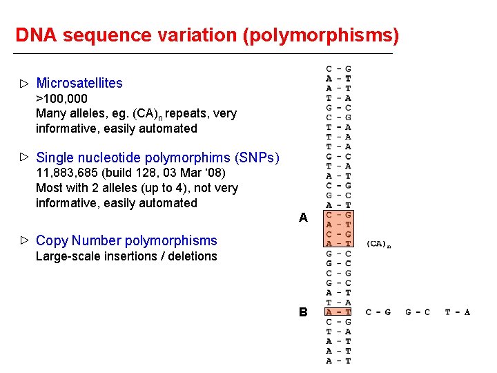 DNA sequence variation (polymorphisms) Microsatellites >100, 000 Many alleles, eg. (CA)n repeats, very informative,