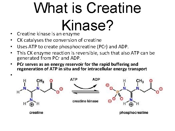 • • What is Creatine Kinase? Creatine kinase is an enzyme CK catalyses
