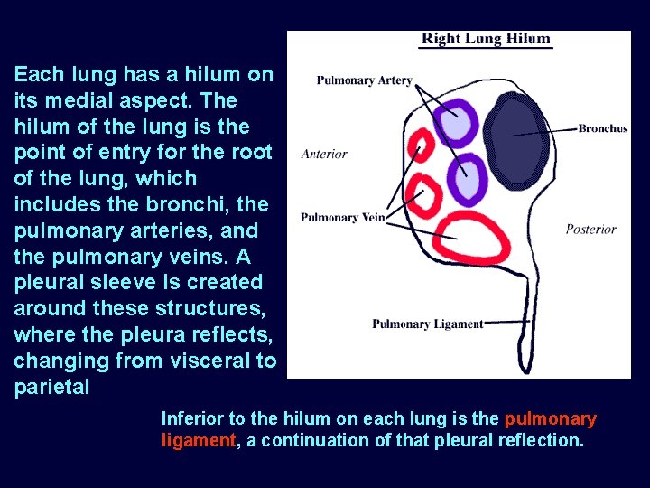 Each lung has a hilum on its medial aspect. The hilum of the lung Each lung has a hilum on its medial aspect. The hilum of the lung