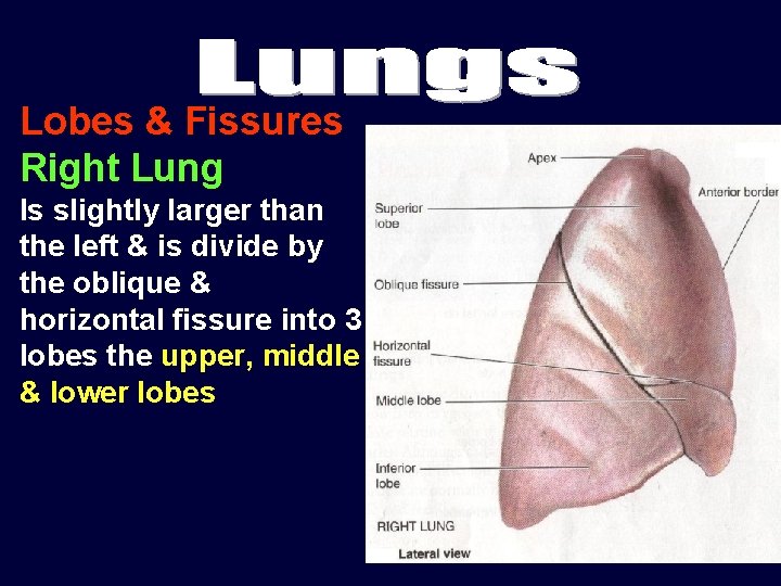 Lobes & Fissures Right Lung Is slightly larger than the left & is divide Lobes & Fissures Right Lung Is slightly larger than the left & is divide