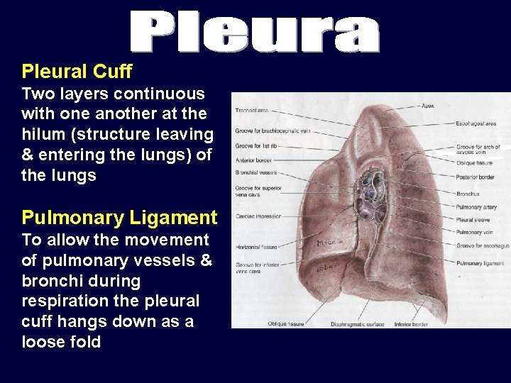 Pleural Cuff Two layers continuous with one another at the hilum (structure leaving &