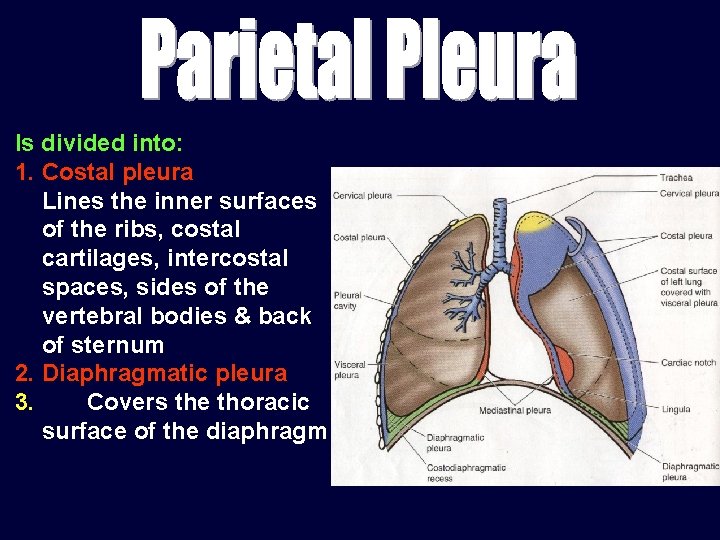 Is divided into: 1. Costal pleura Lines the inner surfaces of the ribs, costal