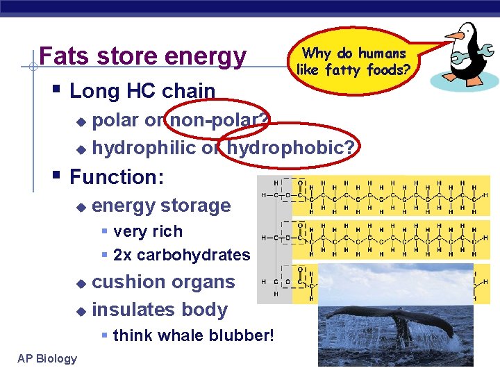 Fats store energy § Long HC chain Why do humans like fatty foods? polar