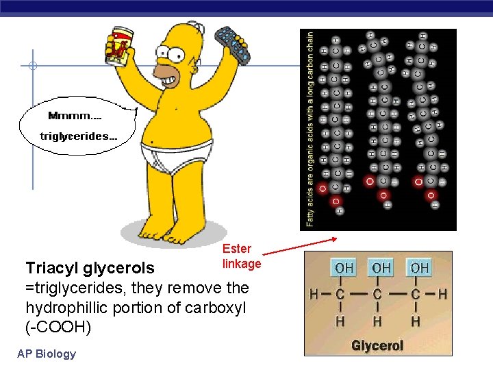 Ester linkage Triacyl glycerols =triglycerides, they remove the hydrophillic portion of carboxyl (-COOH) AP