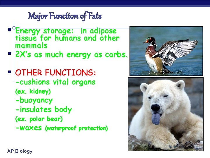 Major Function of Fats § Energy storage: in adipose § tissue for humans and