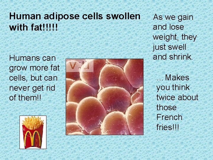 Human adipose cells swollen with fat!!!!! Humans can grow more fat cells, but can