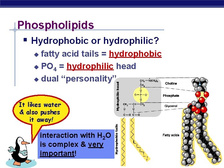 Phospholipids § Hydrophobic or hydrophilic? fatty acid tails = hydrophobic u PO 4 =