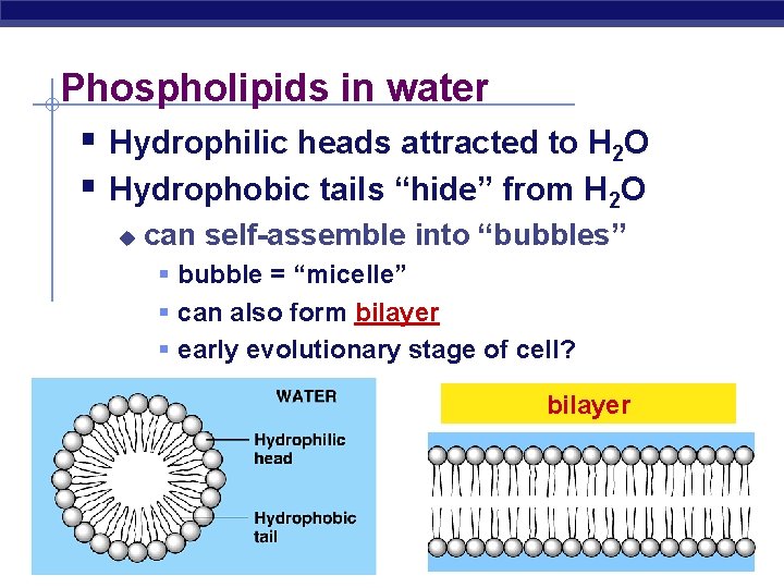 Phospholipids in water § Hydrophilic heads attracted to H 2 O § Hydrophobic tails