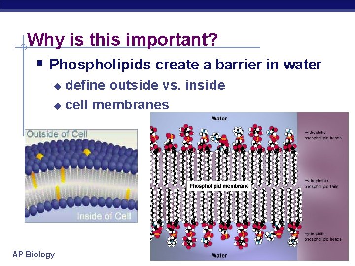 Why is this important? § Phospholipids create a barrier in water define outside vs.