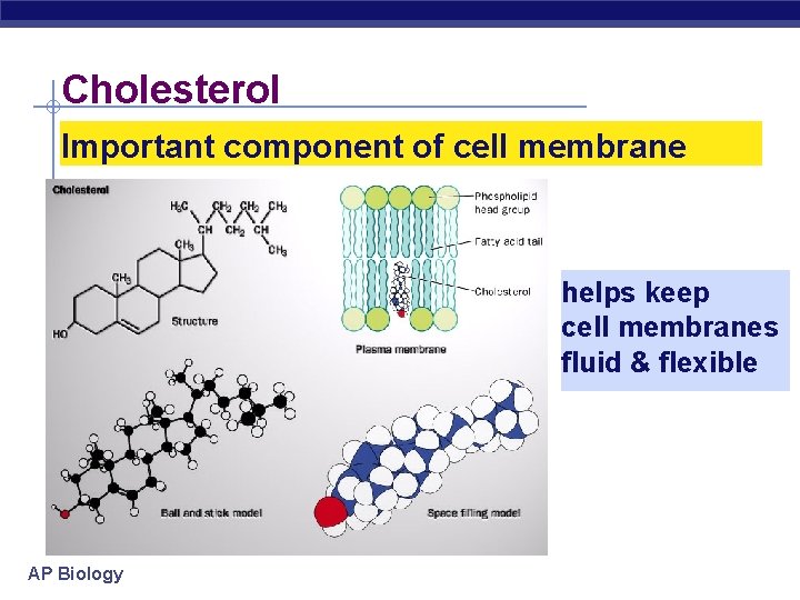 Cholesterol Important component of cell membrane helps keep cell membranes fluid & flexible AP