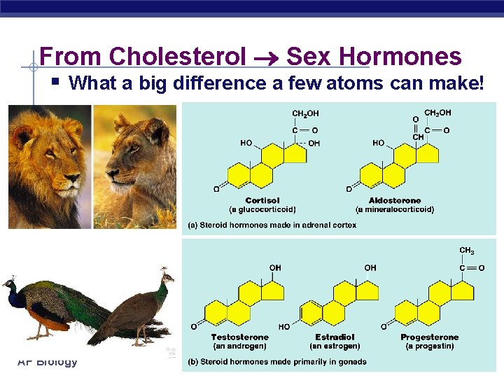 From Cholesterol Sex Hormones § What a big difference a few atoms can make!