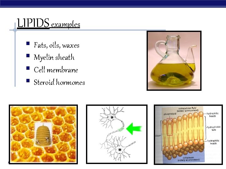 LIPIDS examples § Fats, oils, waxes § Myelin sheath § Cell membrane § Steroid