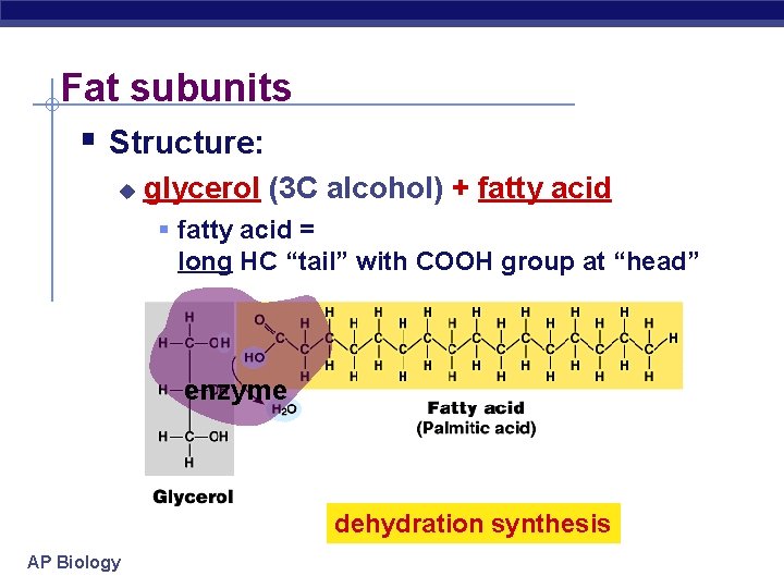 Fat subunits § Structure: u glycerol (3 C alcohol) + fatty acid § fatty