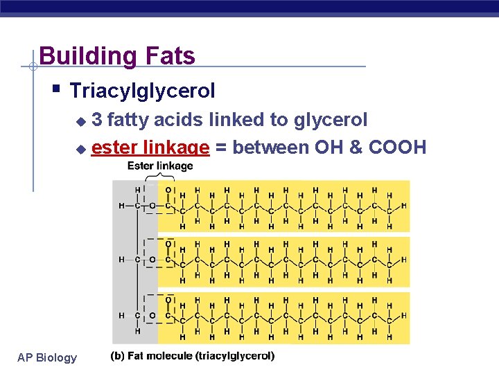 Building Fats § Triacylglycerol 3 fatty acids linked to glycerol u ester linkage =