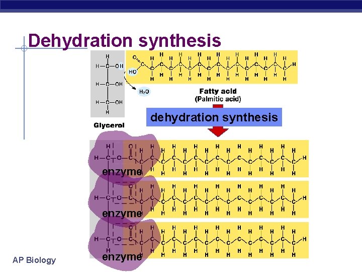 Dehydration synthesis dehydration synthesis enzyme AP Biology enzyme 