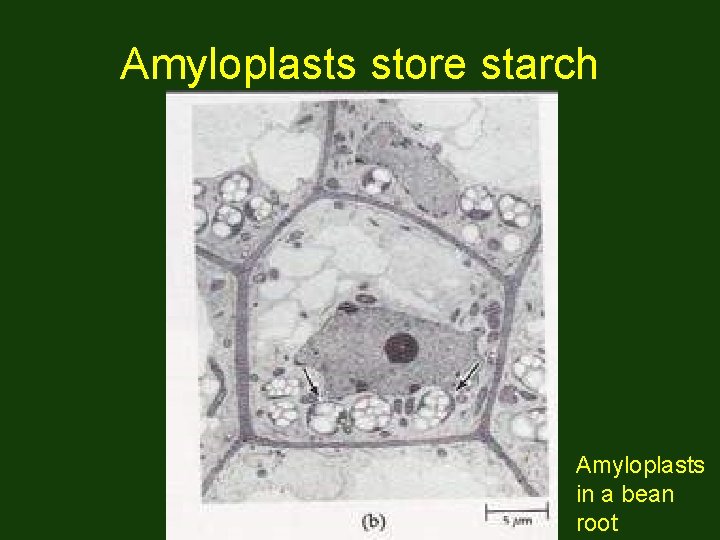 Amyloplasts store starch Amyloplasts in a bean root 