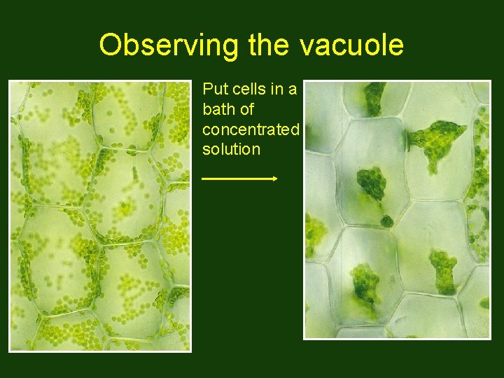 Observing the vacuole Put cells in a bath of concentrated solution 
