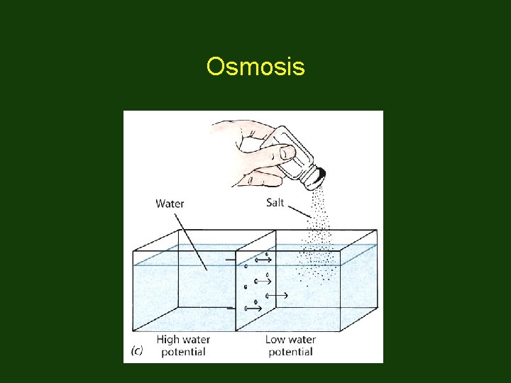Osmosis 