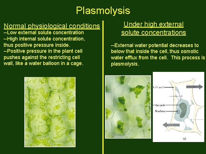 Plasmolysis Normal physiological conditions --Low external solute concentration --High internal solute concentration, thus positive