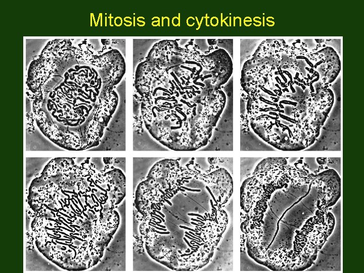 Mitosis and cytokinesis 
