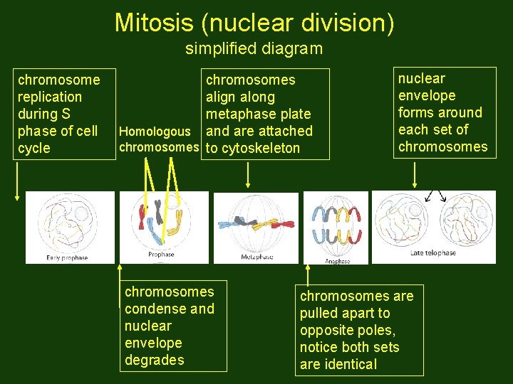 Mitosis (nuclear division) simplified diagram chromosome replication during S phase of cell cycle chromosomes