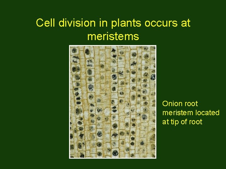 Cell division in plants occurs at meristems Onion root meristem located at tip of