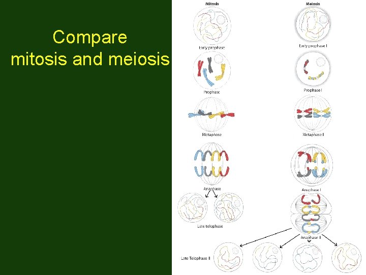 Compare mitosis and meiosis 