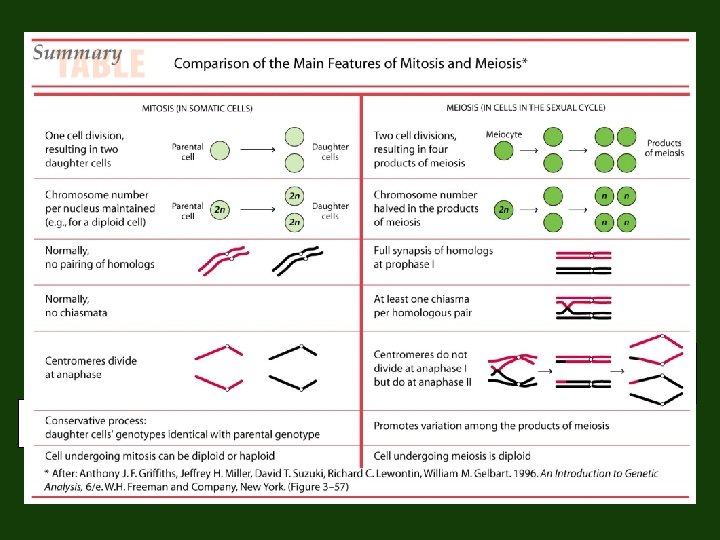 Comparison chart II mitosis meiosis Centromeres divide? How many daughter cells are genetically identical