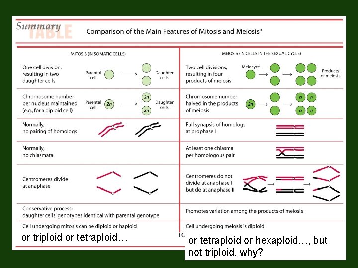 or triploid or tetraploid… or tetraploid or hexaploid…, but not triploid, why? 