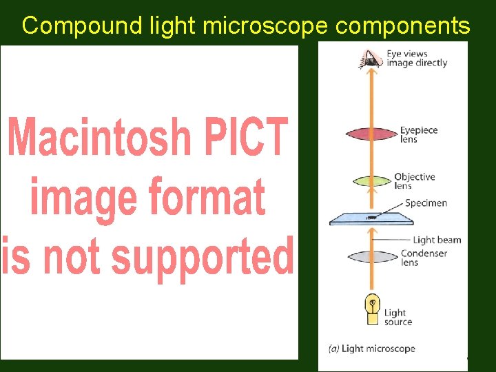 Compound light microscope components 