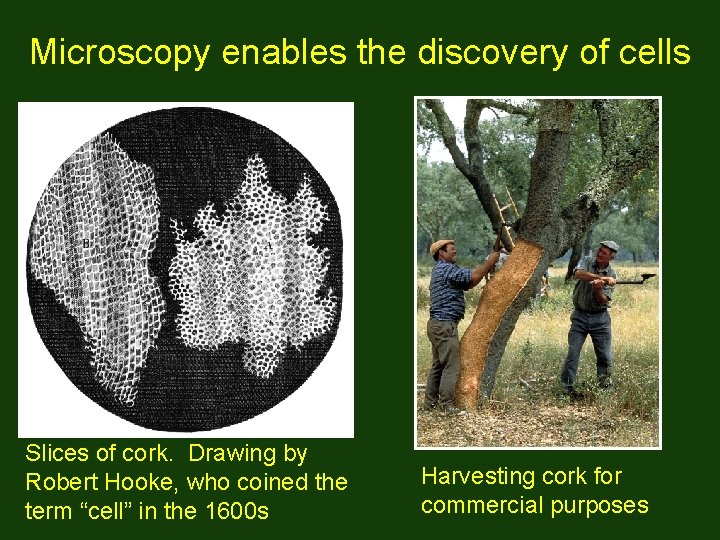 Microscopy enables the discovery of cells Slices of cork. Drawing by Robert Hooke, who