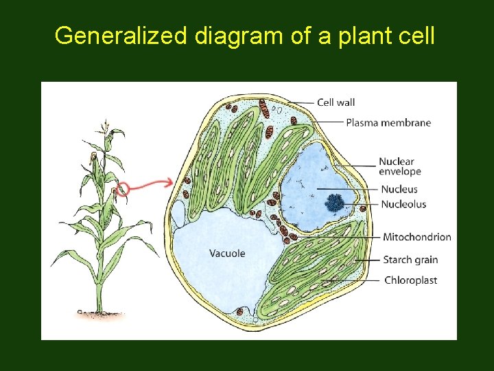 Generalized diagram of a plant cell 