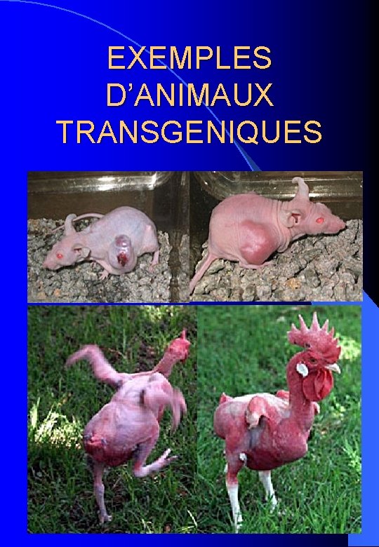EXEMPLES D’ANIMAUX TRANSGENIQUES 