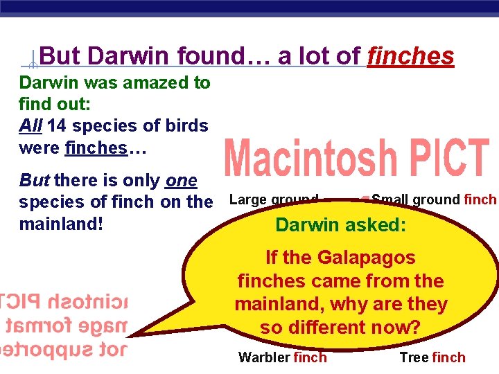 But Darwin found… a lot of finches Darwin was amazed to find out: All