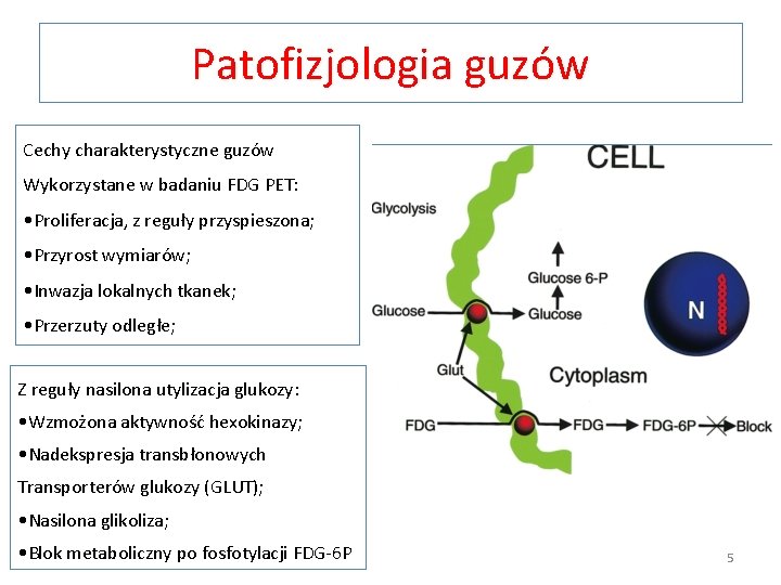 Patofizjologia guzów Cechy charakterystyczne guzów Wykorzystane w badaniu FDG PET: • Proliferacja, z reguły