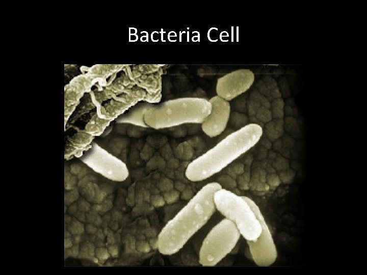 Bacteria Cell 