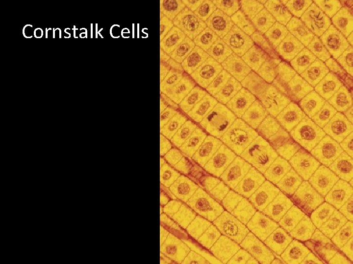 Cornstalk Cells 