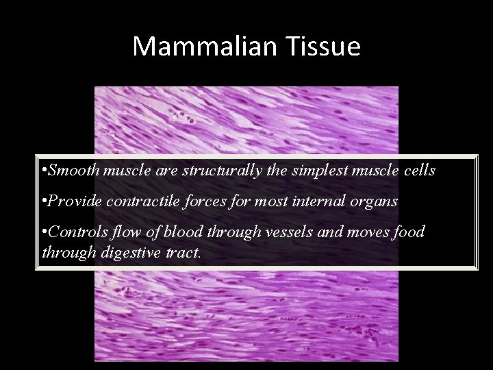 Mammalian Tissue • Smooth muscle are structurally the simplest muscle cells • Provide contractile