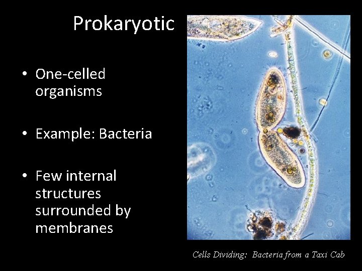 Prokaryotic • One-celled organisms • Example: Bacteria • Few internal structures surrounded by membranes
