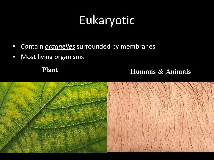 Eukaryotic • Contain organelles surrounded by membranes • Most living organisms Plant Humans &