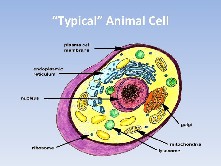 “Typical” Animal Cell 